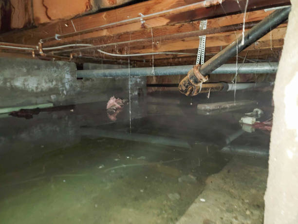 Best Water damage contractors near me  in Morehead, KY