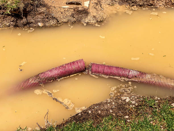 Best Mold removal after water damage  in Morehead, KY